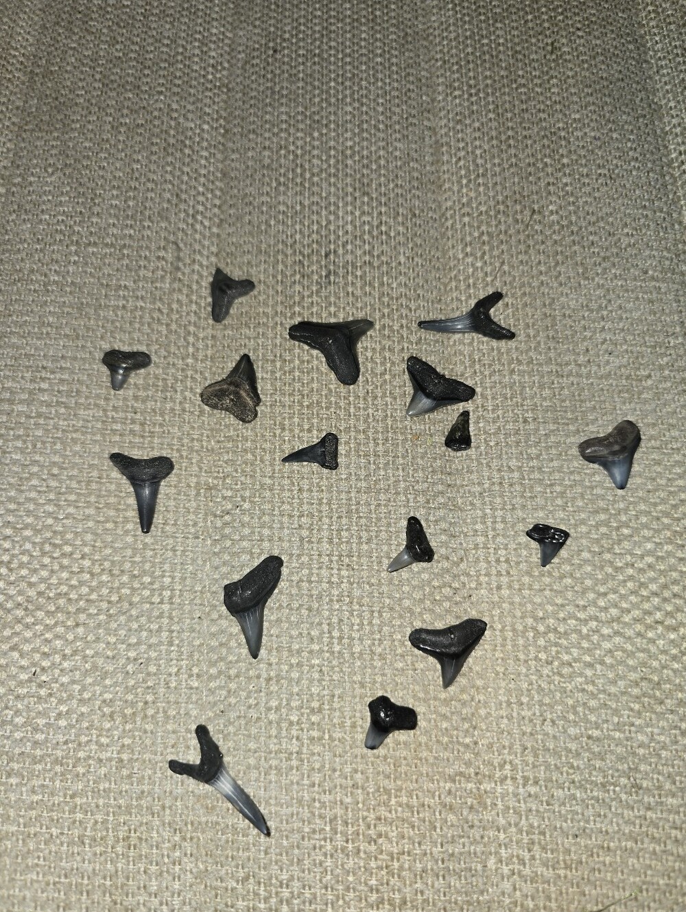 SHARK TOOTH LOT REAL SHARK TEETH FOSSILS